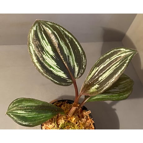 Spatholirion sp. from Guangxi