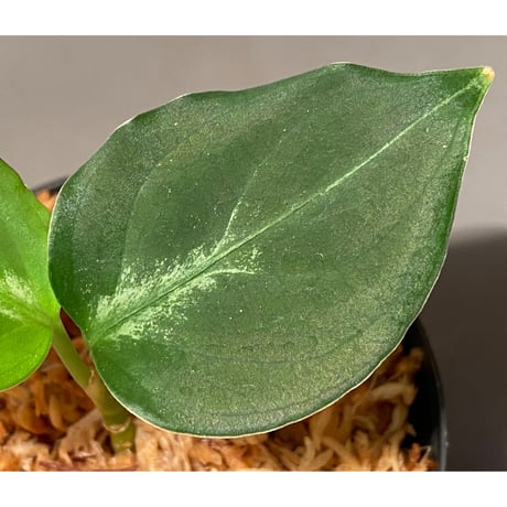Aglaonema pictum "@ichinbo Special" from Sibolga timur [AZ0215-5] ver2 ②