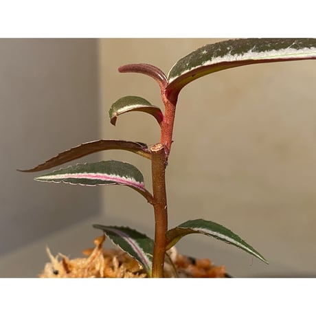 Labisia sp. from Kapuas hulu Kalimantan barat
