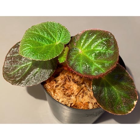 Begonia sp. from Manaus