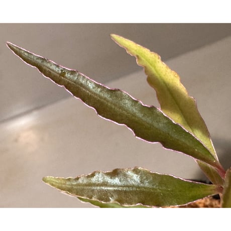 Labisia sp. from Sekadau West Kalimantan