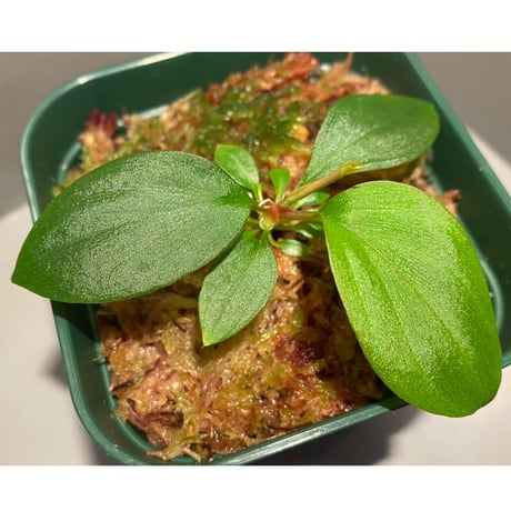 Homalomena sp. from West Kalimantan