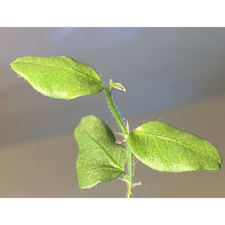 Ficus sp. from Murung raya [LA0515-05]