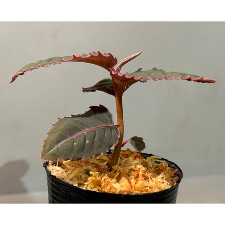 Labisia sp. from Malaysia [KN]