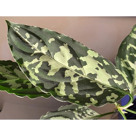 Aglaonema pictum "Star Platinum" IBU from Sibolga timur [AZ0114-5]