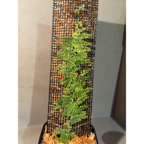 Teratophyllum sp. from Kapuas Kalimantan barat