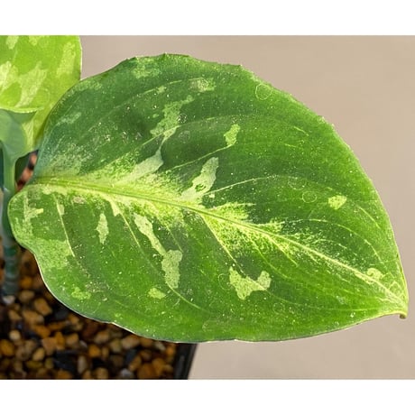 Aglaonema pictum CW1507 モザイク from Sumatera barat [TB]