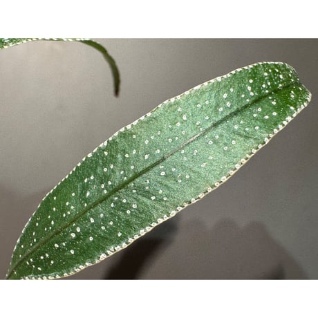 Selliguea sp. from Sulawesi