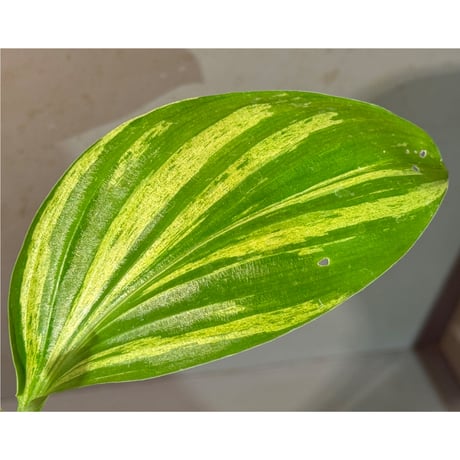 Kaempferia pulchra 'Variegata'