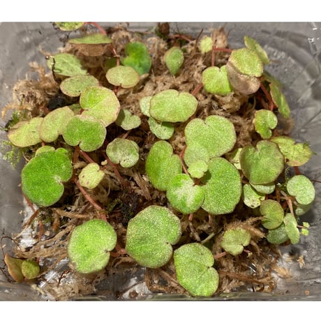 Begonia lichenora (sp.Mini) from Kalimantan Sarawak border [LA]