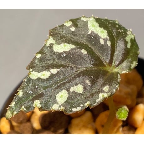 Begonia sp. from North Toraja [S0919-06] 伊藤蟻植物農園