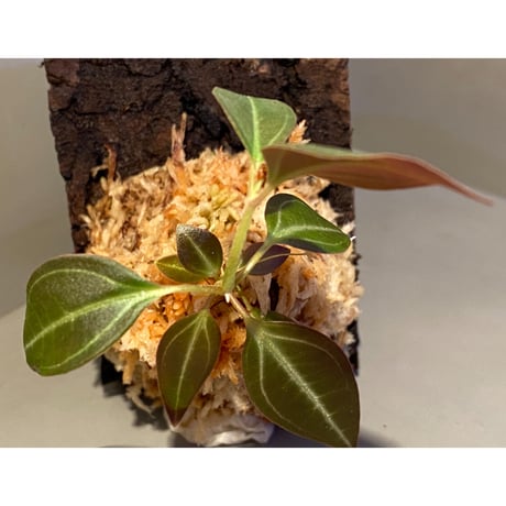 Pachycentria sp. from Selangor