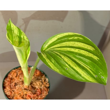 Kaempferia pulchra 'Variegata'