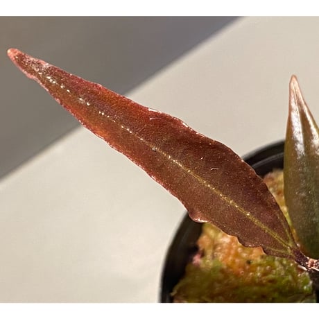 Medinilla sp. from Irian Jaya Papua