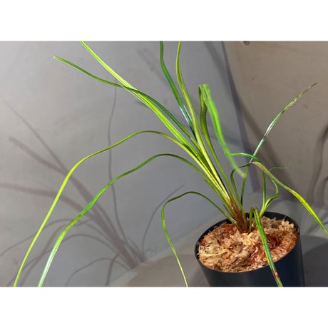 Mapania sp. from "Nanga pinoh" Melawi Kalimantan barat [TB] ②