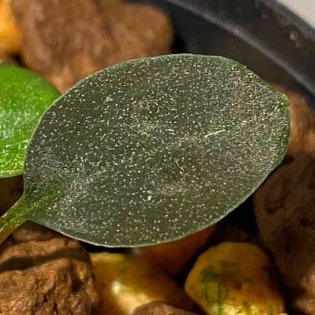 Homalomena sp. from Pulau Lingga
