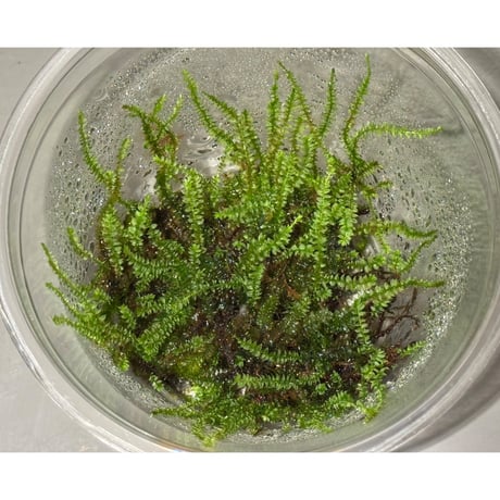 Taxiphyllum sp. from Lake Matano Sulawesi