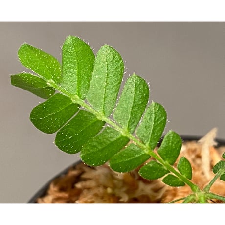 Biophytum sp. BB8th [LA]