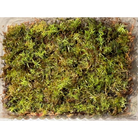 Moss from Ipoh State Malaysia