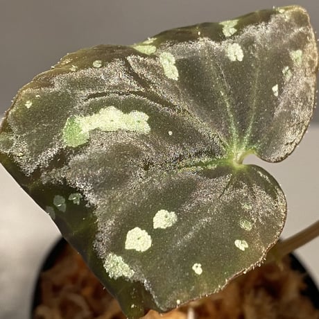 Begonia variabilis from Dabong [TK150717]