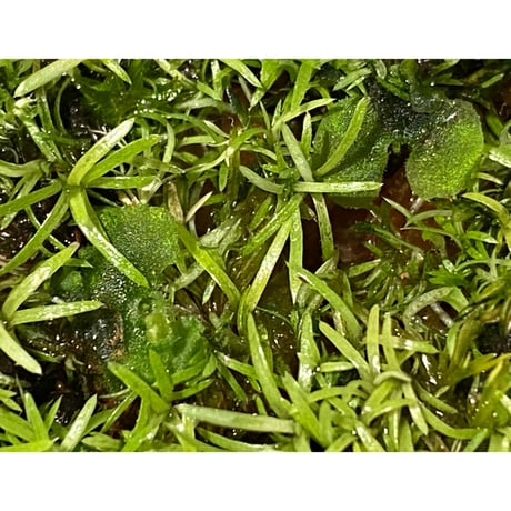 Moss from Ipoh State Malaysia