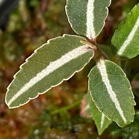 Labisia sp. from Kapuas hulu Kalimantan barat