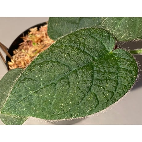 Ficus sp. from Selangor