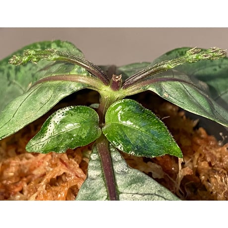 (大株) Gymnostachyum sp. "type C" from Aceh Selatan [HW0816-02]
