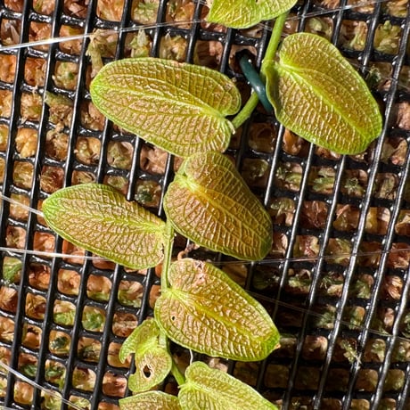 Pothos barberianus from Kapuas fulu West Kalimantan
