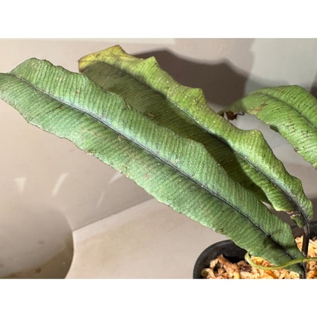 Asplenium sp. from Sulawesi ②