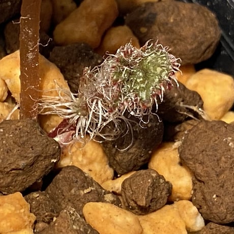 Begonia sp. from Lang Son [YH030519] TK