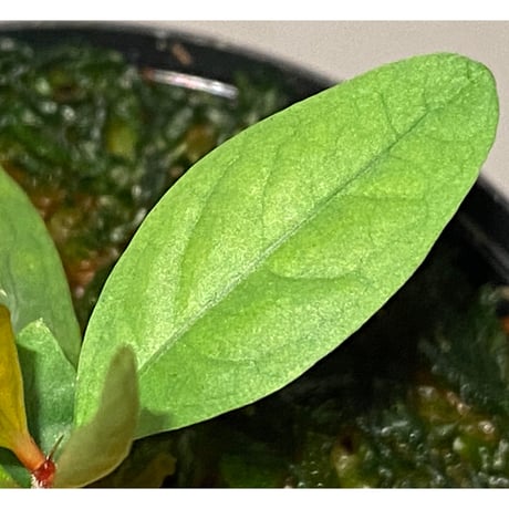 Labisia sp. from "Lebong" Bengkulu [TB]