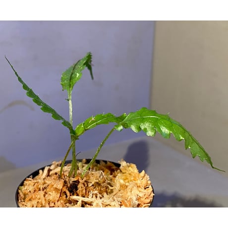 Bolbitis subcardata 西表島産