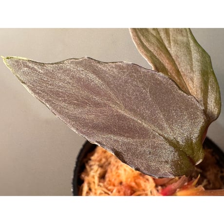 Homalomena sp. "Black Form" ピクタ