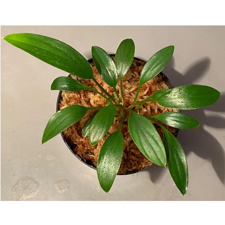 Homalomena sp. Sekadau Selatan