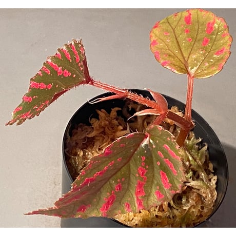 Begonia brevirimosa