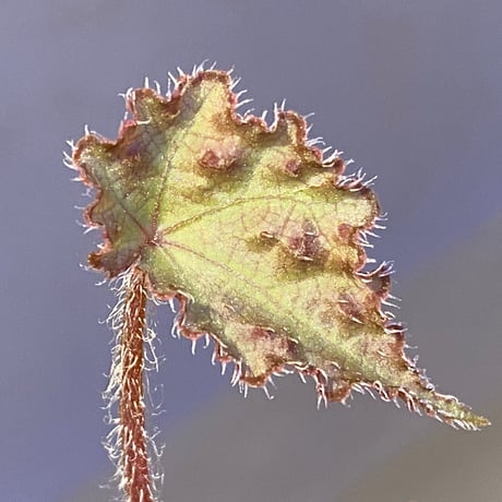 Begonia sp. from Vietnam
