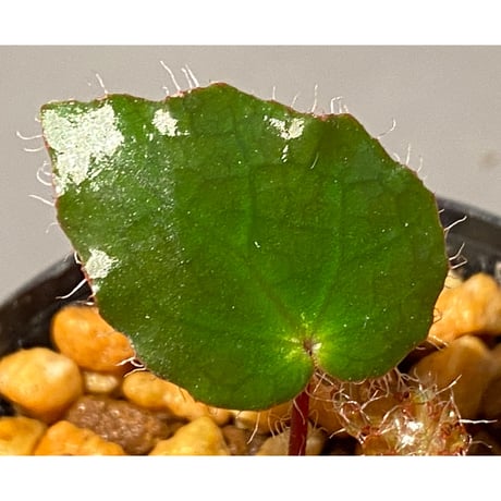 Begonia cf. ferox from Cao Bang [YH040519BK] TK