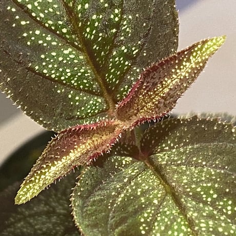 Sonerila sp. from Phitsanulok