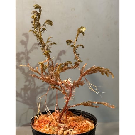 Selaginella sp. from Kapuas hulu
