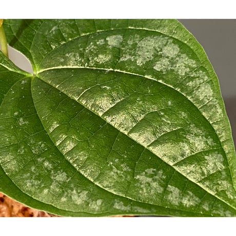 Dioscorea sp. from Chiang Mai [TK290518-1]