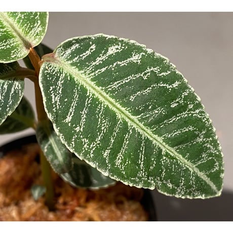 Labisia sp. " Silver Net" BNN from Sibolga timur [AZ1016-2]