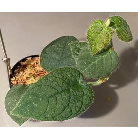 Ficus sp. from Selangor