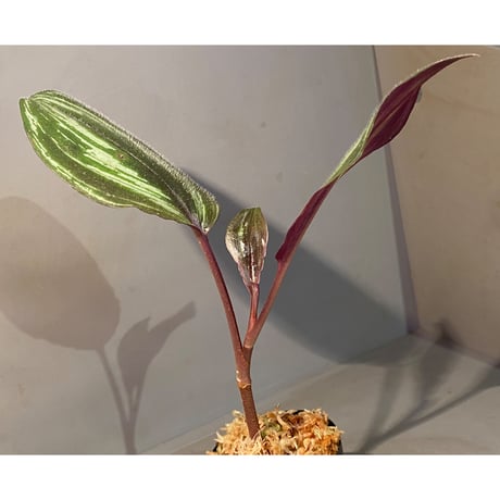 Spatholirion sp. from Guangxi