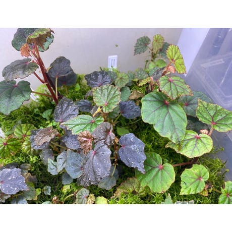Begonia sp. from North Toraja [S0919-02] 伊藤蟻植物農園