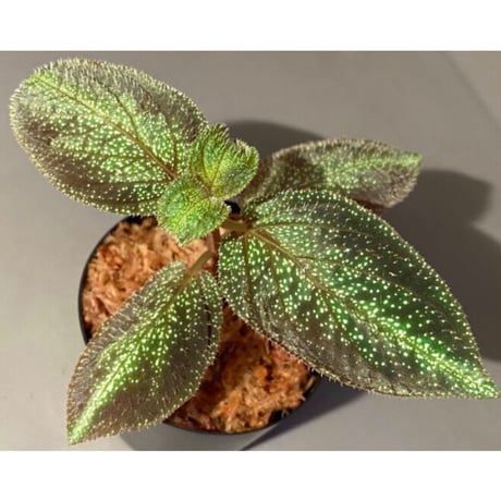 Sonerila sp. from Phitsanulok