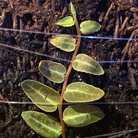 Marcgravia umbellata [Equaflor-A]