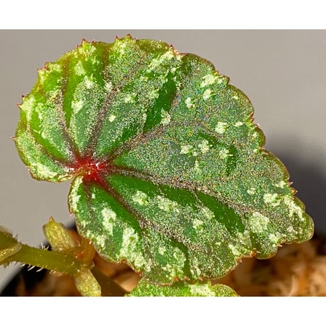 Begonia sp. from North Toraja [S0919-02] 伊藤蟻植物農園
