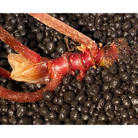 Begonia ferox from Northern Vietnam ③