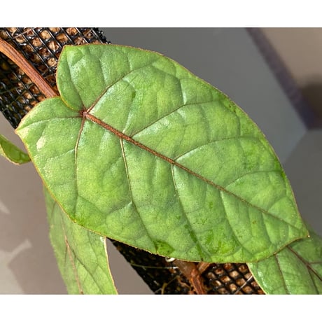 Pterisanthes sp. from Sabah-1 [R0515-01a]